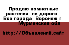 Продаю комнатные растения  не дорого - Все города, Воронеж г.  »    . Мурманская обл.